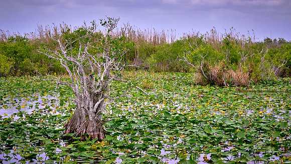 Freshwater Marl Prairie, Everglades National Park