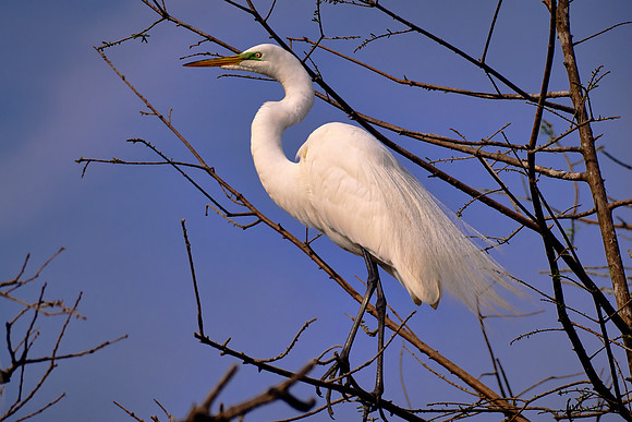 Great Egret
