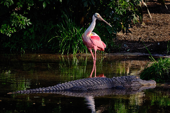 Roseate Spoonbill and friend