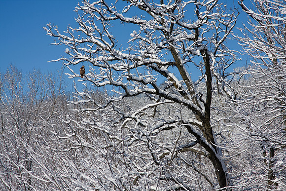 Galena Snow