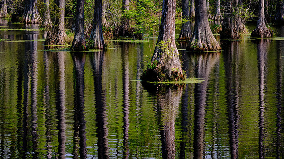 Cypress Gardens, Moncks Corner, SC