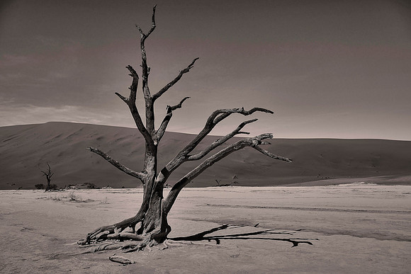 Skeleton trees and dunes of Namib-Naukluft National Park, Namibia