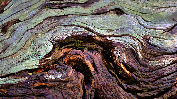 Mahogany Hammock, Everglades National Park