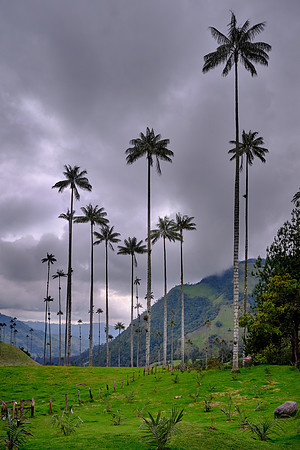 The tall endangered wax palms dots the landscape of the Los Nevados National Park.