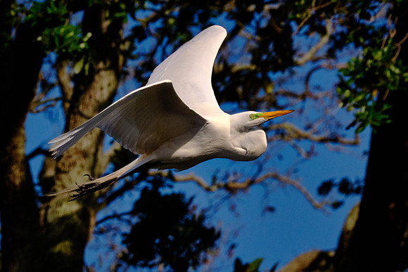 Great Egret