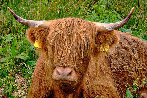The Highland is a Scottish breed of rustic cattle able to withstand the intemperate conditions in the region.