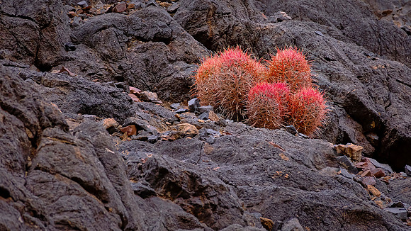 Titus Canyon, Death Valley NP, CA