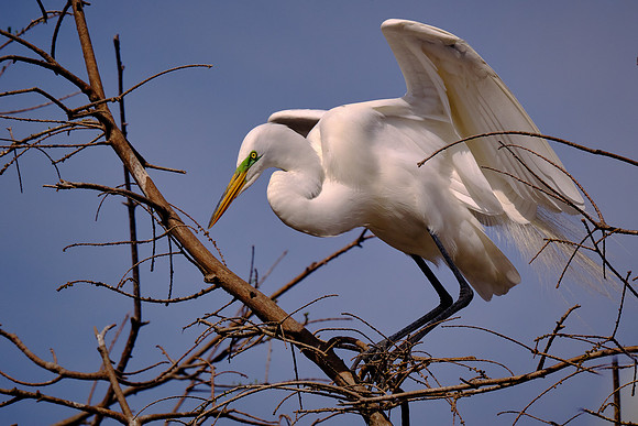 Great Egret