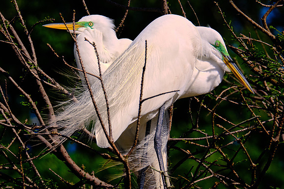Great Egret