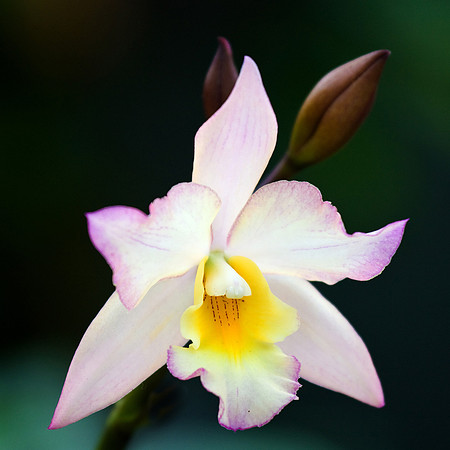 Daniel Stowe Botanical Gardens