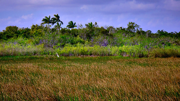 Freshwater Marl Prairie, Everglades National Park