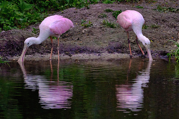 Roseate Spoonbill