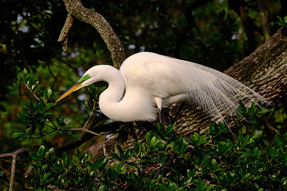 Great Egret