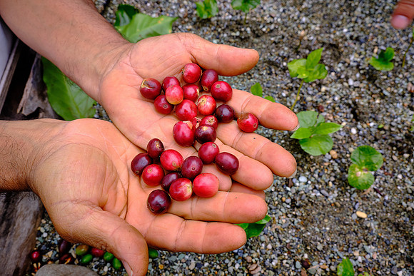 Red beens are sufficiently ripe to harvest.