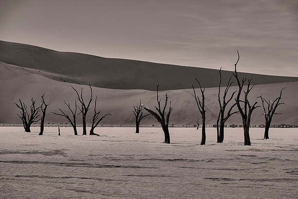 Skeleton trees and dunes of Namib-Naukluft National Park, Namibia