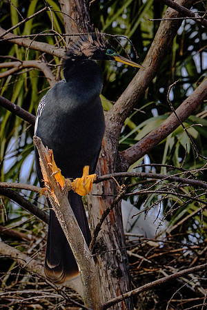 Anhinga