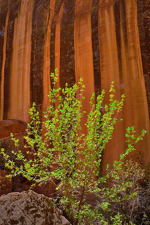 Capitol Reef National Park, UT.  Around Panorama Point, Sunset Point, and the Goosenecks.