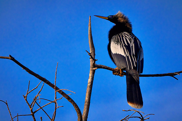 Anhinga
