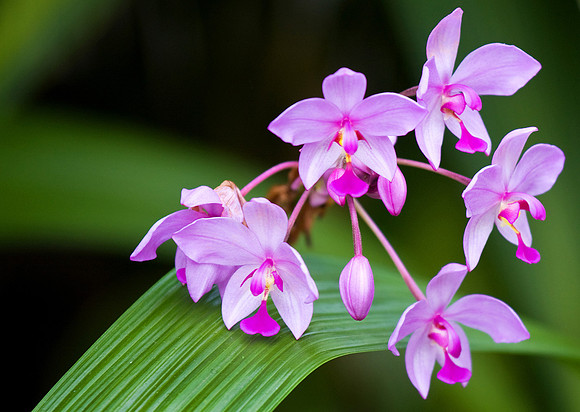 Daniel Stowe Botanical Gardens