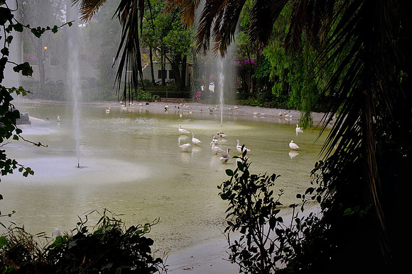 ... with lovely ducks.