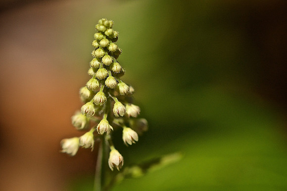 Foamflower (Tiarella cordifolia)