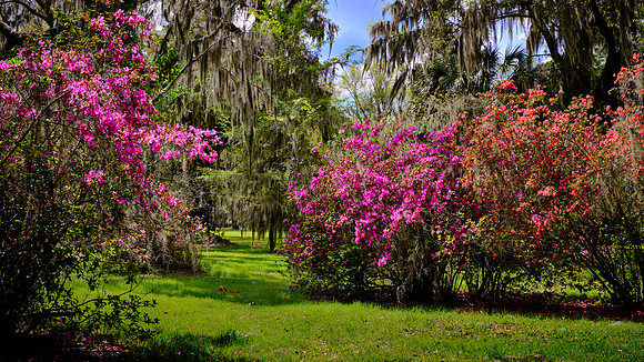 Magnolia Plantation, Charleston, SC