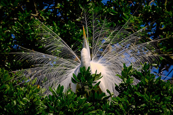 Great Egret