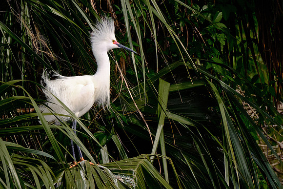 Snowy Egret