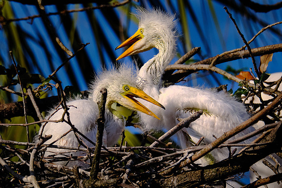 Great Egret
