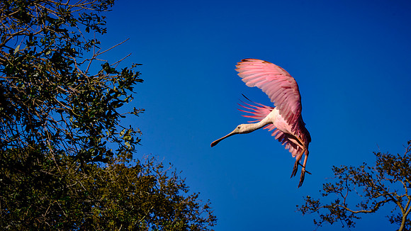 Roseate Spoonbill, Alligator Farm Zoological Park, St. Augustine, Florida