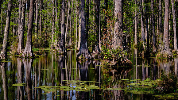 Cypress Gardens, Moncks Corner, SC