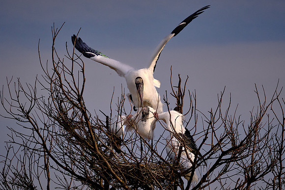 Wood Stork