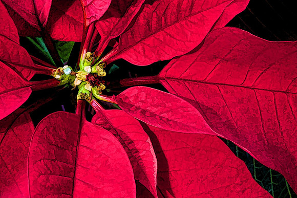 Susan's Poinsettia