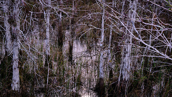 Cypress Swamp, Everglades National Park