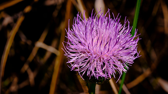 Purple Thistle, Mahogany Hammock, Everglades National Park