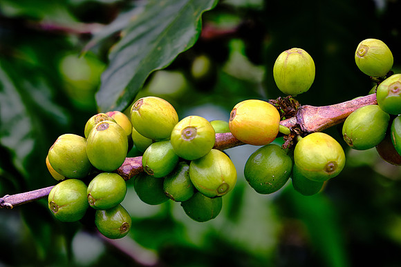 These coffee beans are too green to harvest.