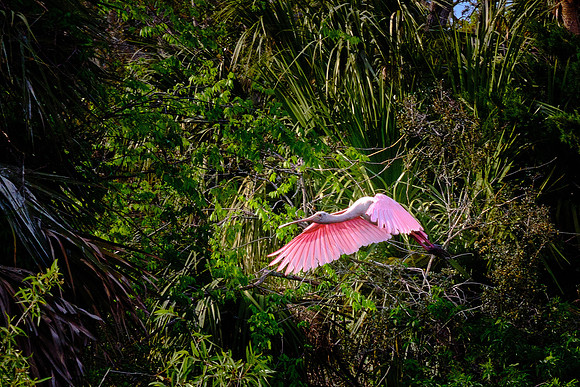 Roseate Spoonbill
