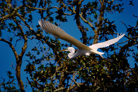 Great Egret