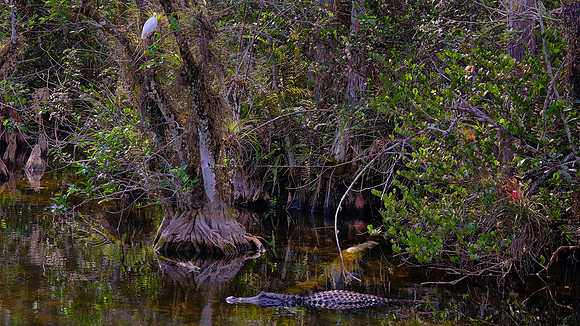 On the Loop Road in Big Cypress Swamp, Big Cypress National Preserve