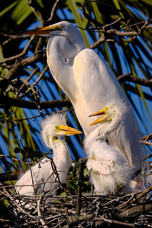 Great Egret