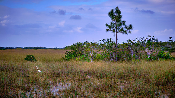 Great Egret, Mahogany Hammock, Everglades National Park