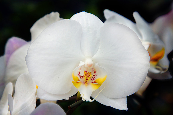 Daniel Stowe Botanical Gardens