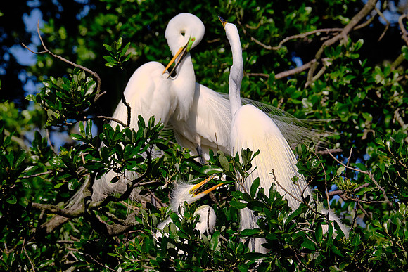 Great Egret