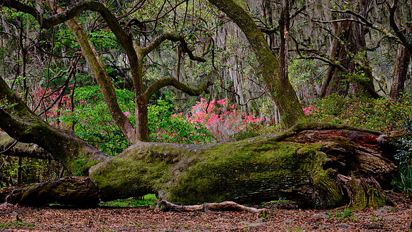 Magnolia Plantation, Charleston, SC