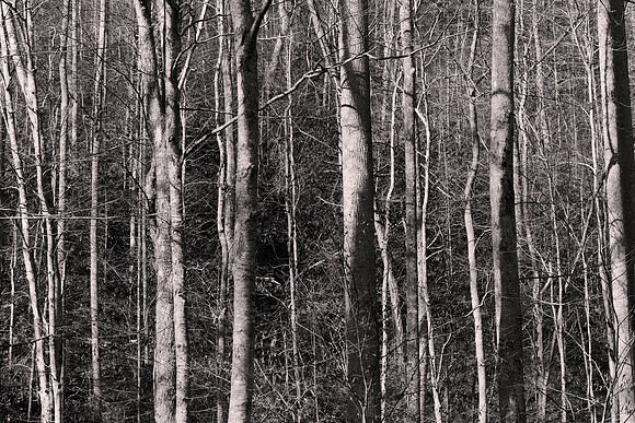 2012 November: Cades Cove, Tennessee