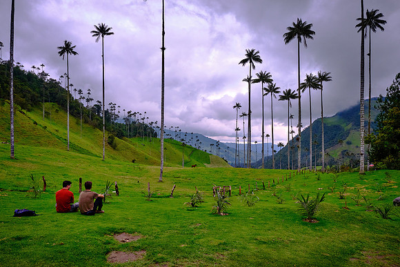 The Cocora Valley is home to Colombia's national tree and symbol, the wax palm.
