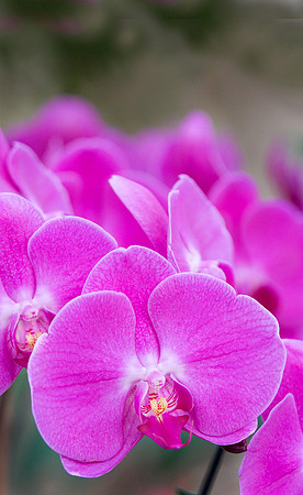 Daniel Stowe Botanical Gardens