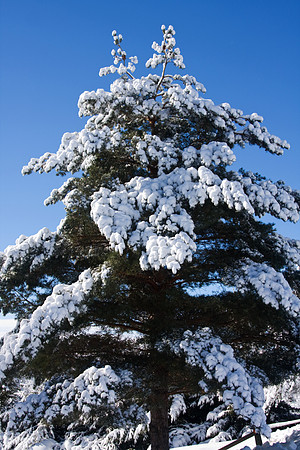 Galena Snow