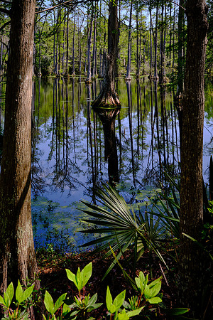 Cypress Gardens, Moncks Corner, SC