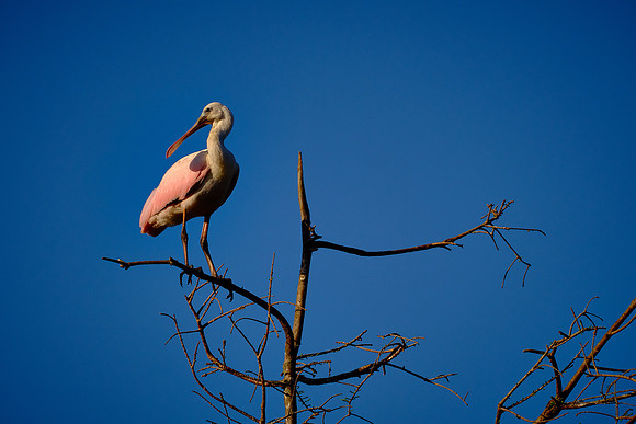 Roseate Spoonbill